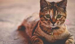 Tại sao mèo chạy quanh nhà sau khi đi ị?