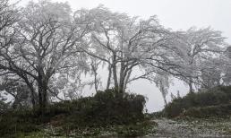 Miền bắc rét đỉnh điểm: Băng tuyết phủ trắng đỉnh Phia Oắc