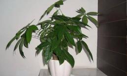 Đặt cây tài lộc ở những vị trí này trong nhà, không những không thu hút được của cải mà còn khiến gia chủ nghèo đi