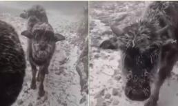 Đàn trâu ở Lào Cai đóng băng vì giá rét khiến dân tình xót xa