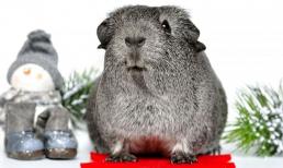 Cuối tháng 2, đầu tháng 3: 3 con giáp bị hung tinh chiếu mệnh, xui xẻo bủa vây, làm gì cũng phải thận trọng