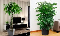 Có những “cây may mắn” này trong phòng khách thì chín trong mười gia đình sẽ giàu có, sung túc