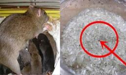 Đừng hoảng sợ nếu có chuột trong nhà của bạn! Khuấy thứ này lên và để trong nhà, nó có tác dụng hơn cả thuốc diệt chuột