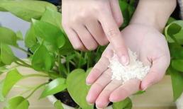 Dù bạn nuôi loại hoa gì, chỉ cần rắc một nắm vào chậu hoa là lá không bị vàng, không bị thối rễ, bật ra mầm xanh và rễ rất khỏe