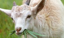 Đúng 1/2 âm lịch, 3 con giáp vô cùng may mắn, tài lộc hanh thông, dễ dàng gặt hái thành công