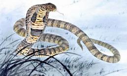 'Xếp hạng vận may' năm 2022, con giáp Rắn giành chức vô địch