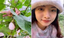Gái xinh đăng clip thu hoạch vườn cà pháo khiến dân tình phải dụi mắt mấy lần