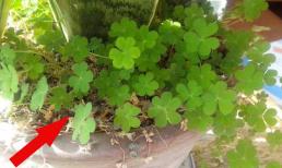 Có cỏ dại trong chậu cây nhà bạn không? Đừng nhổ bừa bãi, lão làm vườn sẽ lâu năm sẽ chỉ cho bạn lý do 