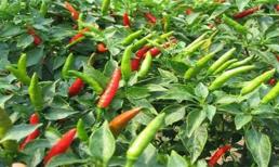 Khi trồng ớt tại nhà, đừng chỉ đổ nước! Lão nông trồng rau dạy bạn mẹo, ớt sai ngập cành, học nhanh nhé