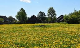 Những người bị dị ứng nên đối phó với mùa phấn hoa như thế nào?