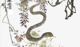 Tuổi Rắn sinh tháng khác nhau thì có số mệnh khác nhau! Người sinh vào tháng 4 dưới đây trời sinh giàu sang, không phải lo toan