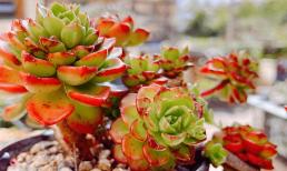 Có '6 phương pháp và 7 điều cấm kỵ' trồng hoa và tưới nước, các bạn nhanh tay tham khảo nhé!