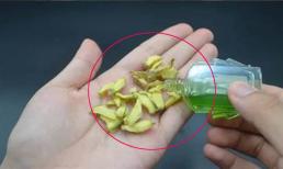 Tinh chất dầu gió nhỏ lên củ gừng, giải quyết được nỗi phiền muộn của mọi nhà, cùng tìm hiểu mẹo bổ ích này nhé