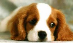 Nửa cuối tháng 3/2022: 3 con giáp phạm tiểu nhân, dễ vướng họa thị phi, thật cẩn trọng nếu không muốn rước họa vào thân