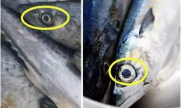 Khi mua cá thu có sự khác biệt lớn giữa mắt to và mắt nhỏ, nhớ mẹo sau để mua được cá thu tươi ngon vừa miệng