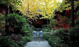 4 loại cây trồng trong vườn nhà, tài lộc vượng phát, kéo dài vận may cả chục năm, có nhà thì phải trồng một cây