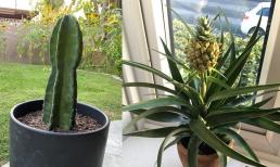 8 loại cây có 'siêu năng lực' chữa bệnh, mang lại sự giàu có theo phong thủy mà bạn nên trồng trong nhà 