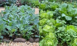 Mẹ đảm bật mí chi phí bỏ ra để trồng một vườn rau sạch đáng mơ ước ở thành phố