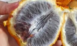 Mua được túi cam về bóc ra tưởng bị thối, cô gái suýt mang ném đi món 'đặc sản' hiếm