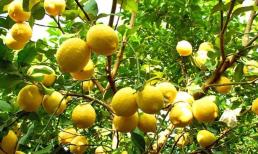 Chanh trồng trong chậu chỉ nở hoa nhưng không kết trái. Hãy thay đổi cách chăm sóc vào mùa xuân và quả sẽ sai trĩu cành vào mùa hè