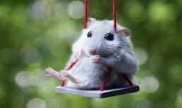 Hung vận rình rập, con giáp xui xẻo cuối tuần này (19-20/3) sẽ gặp hàng loạt rắc rối, thị phi