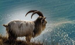 Tuần mới (21 - 27/3): 3 con giáp gặp đủ xui xẻo, tài vận thất thoát, tiểu nhân ngáng đường