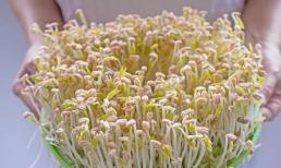 Giá đỗ độc gây ung thư, quái thai, chỉ có 3 cách chọn giá đỗ