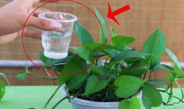 Cây trầu bà xanh khó phát triển? 'Uống' thêm 2 loại “nước” tiết kiệm này, cây sẽ xanh mướt! 
