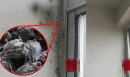 Siêu sạch! Chỉ cần nửa tiếng là có thể tiêu diệt hết “ung thư tường” và “nấm mốc”! Gia đình sống khỏe mạnh hơn! 