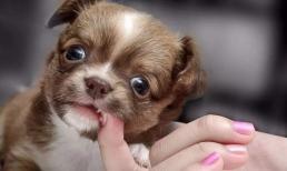 Thời cổ đại không có thuốc tiêm chủng bênh dại, họ sẽ làm gì nếu bị chó cắn? Sau khi biết bạn sẽ khâm phục sự khôn ngoan của người xưa