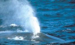 Cá voi rõ ràng là động vật có vú, chúng sẽ chết nếu không thở, vậy làm sao chúng ngủ dưới biển?