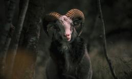 2 ngày cuối tháng 3/2022:  Con giáp may mắn hết phần thiên hạ, đại cát đại lợi, vạn sự như ý