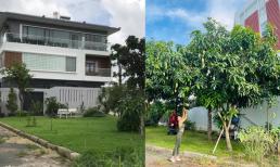 Ốc Thanh Vân khoe vườn cây trĩu trái trong biệt thự sau thời gian vun trồng 
