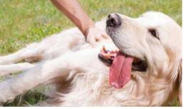 Khi cưng nựng chó, chỉ cần cưng nựng 5 bộ phận này của chúng, càng sờ vào chúng càng thích bạn!