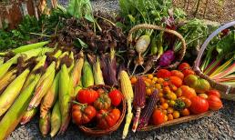 Trồng vườn rau và hoa tại gia, làm sao để cây phát triển tốt không sâu bệnh, cho trĩu trái mà chẳng cần chăm bón nhiều? Đây là mẹo