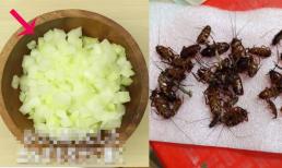 Hóa ra là loài gián sợ nhất! Đặt nó trong nhà và gián hết! Đảm bảo không còn gián trong nhà của bạn! tự nhiên, an toàn và hiệu quả