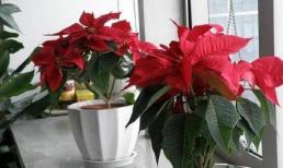 Nếu bạn có em bé ở nhà, không nên trồng 3 loại hoa này, đặc biệt là hoa trạng nguyên là nguy hiểm nhất