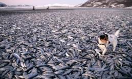 Đất nước thường có đàn 'cá lạ' hàng trăm nghìn con dạt vào và nằm la liệt trên bãi biển! Vì sao không ai vớt về?