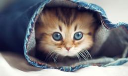 Đúng Rằm tháng 3 âm lịch: 3 con giáp được bề trên nâng đỡ ban phước lành, tài lộc thăng hoa, công danh sự nghiệp đều viên mãn