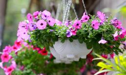 Để làm khu vườn nhỏ ở ban công, bạn nên trồng 4 loại hoa này, vừa đẹp và thời gian ra hoa kéo dài, khoảng nửa năm