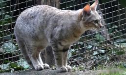 Tại sao mèo kêu thảm thiết khi giao phối? Sự khác biệt giữa con người và con mèo là gì?