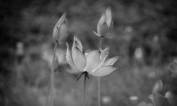 Tại sao con người không sợ xác động vật, mà lại sợ xác người?