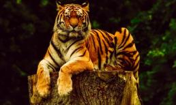 Sau ngày Rằm tháng 3 âm lịch: 3 con giáp có quý nhân phù trợ, hóa nguy thành an, sự nghiệp viên mãn, tài lộc hanh thông