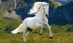 Cuối năm 2022 là thời điểm thăng hoa của 3 con giáp này, biết nắm bắt cơ hội thì giàu sang phú quý chỉ trong tầm tay