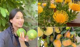Hoa hậu Dương Mỹ Linh khoe vườn nhà 'trăm hoa đua nở', cây sai trĩu trái ở Mỹ 