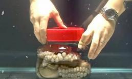 Con bạch tuộc bị nhốt chặt trong chiếc lọ đậy nắp, và quá trình trốn thoát tuyệt vời sau đây khiến ai cũng 'nổi da gà'! 