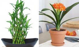 Nhà giàu chiêu tài đón lộc bằng những loại cây này, đặt ngay trong bếp nếu bạn muốn tiền bạc ào ào chảy vào nhà