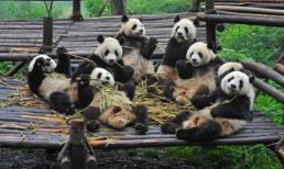 Tại sao 'Gấu trúc' là một trong những loài động vật dễ thương nhất trên thế giới? ! Lý do thật tuyệt vời!