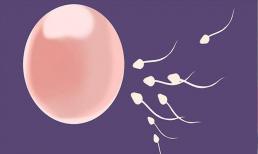 Làm thế nào để phụ nữ tính toán thời kỳ rụng trứng và cải thiện tỷ lệ mang thai? Những tín hiệu nào mà cơ thể gửi ra khi bạn rụng trứng?