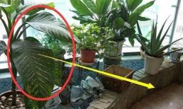 Vật này không được đặt ở ban công, nếu không càng để lâu càng hao tài tốn của, nhất là cái thứ hai, mau ném nó đi